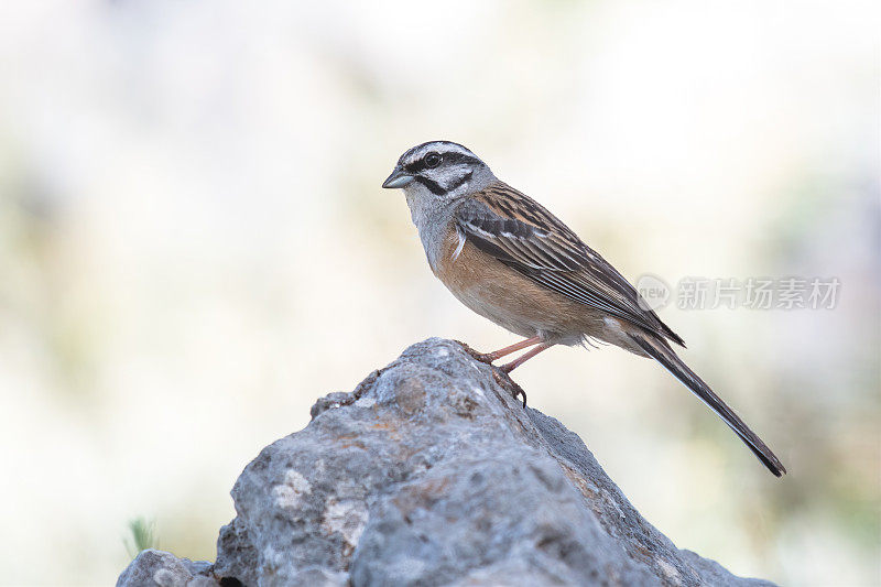 岩石狩猎(Emberiza cia)